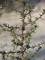 Starr 071227-0928 Salsola tragus