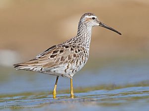 Stilt Sandpiper by Dan Pancamo