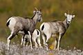 Stone Sheep British Columbia