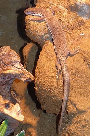 Streifenschwanzwaran (Varanus caudolineatus).jpg