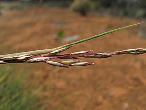 Triodia scariosa spikelet4 (9514561704)