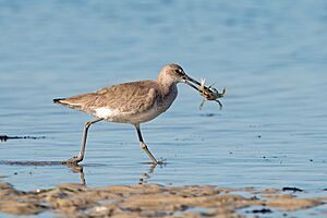 Willet with crab (24335995331).jpg