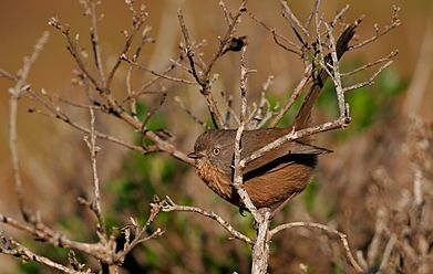 Wrentit-17DEC2016