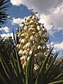 Yucca - ‘Daga española’ (7625319272)