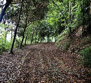 茶马古道平乐骑龙山古道照片