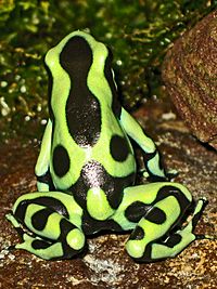 2009-04-05Dendrobates auratus155