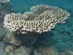 Acropora microclados.JPG