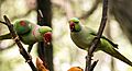 Alexandrine Parakeets (Psittacula eupatria)