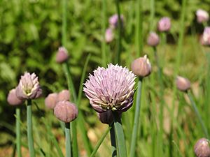 Allium maximowiczii.jpg