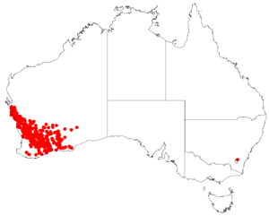 AllocasuarinacampestrisDistributionMap6.png