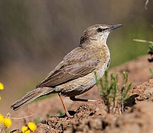 Anthus crenatus 93100925, crop.jpg