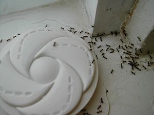 Argentine ants accessing trap