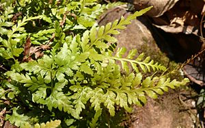 Asplenium adiantum-nigrum 030208.jpg