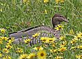 Australian Wood Duck (f) JCB