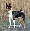 Basenji, Bronco