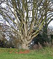 Beech pollard - Box Hill, Surrey