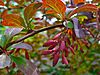 Berberis vulgaris 'Atropurpurea' 003.JPG