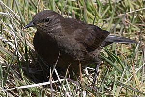 Blackish Cinclodes Falklands.jpg