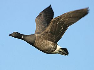 Branta bernicla flying(ThKraft)