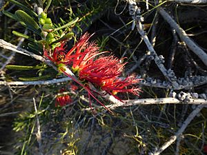 Calothamnus quadrifidus homalophyllus (flowers).JPG