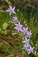 Campanulaceae - Campanula rapunculus