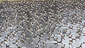 Canada Geese in pond