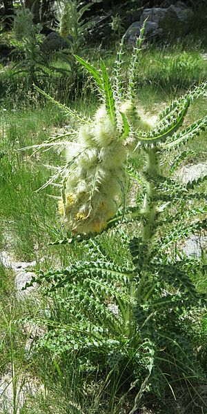 Cirsium eatonii var eriocephalum habitus