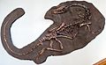 Coelophysis cast