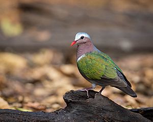 Common Emerald Dove