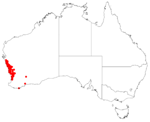 Conostylis androstemma DistMap40.png