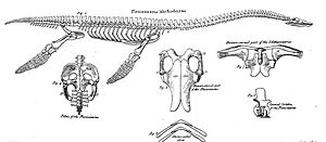 Conybeare Plesiosaur 1824