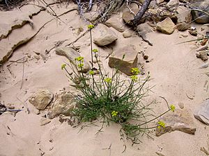 Cymopterus beckii TPrendusi lg.jpg