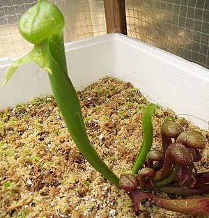 Darlingtonia californica4