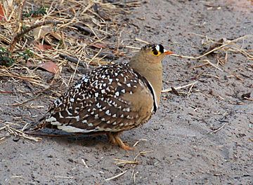 Double-banded Sandgrouse.JPG