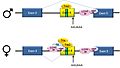 Dsx splicing