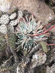 Dudleya candida 1