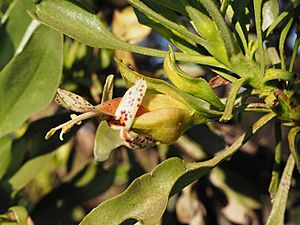 Eremophila galeata (leaves and flowers).jpg