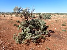 Eremophila pterocarpa acicularis (habit)