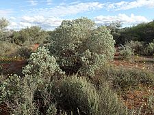 Eremophila pterocarpa pterocarpa (habit)