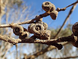 Eucalyptus adesmophloia fruit