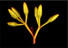 Eucalyptus cylindriflora buds (2)