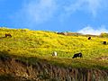 Fauna de Los Andes venezolanos