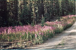 Fireweed Yukon