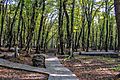 Forest in Azerbaijan