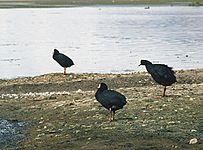 Fulica gigantea (8396928374)