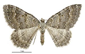 Gingidiobora subobscurata female.jpg