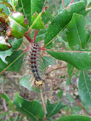 Gypsy moth caterpillar eating leaves