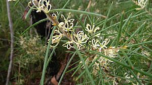 Hakea gibbosa (5946090124).jpg