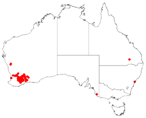 Hakea subsulcataDistMap133.png