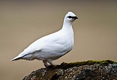 Lagopus muta -Iceland-8.jpg